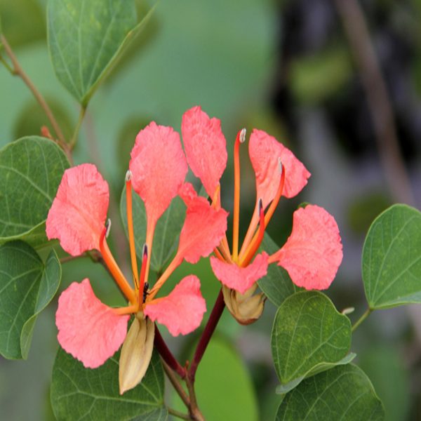 BAUHINIA GALPHINII - Image 3