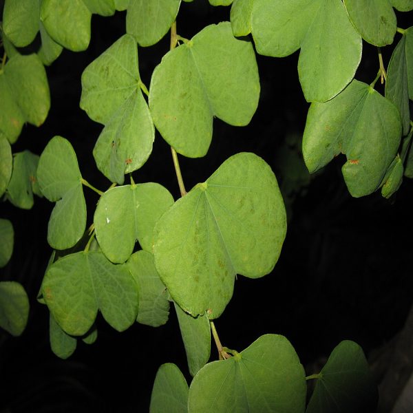 BAUHINIA GALPHINII - Image 4