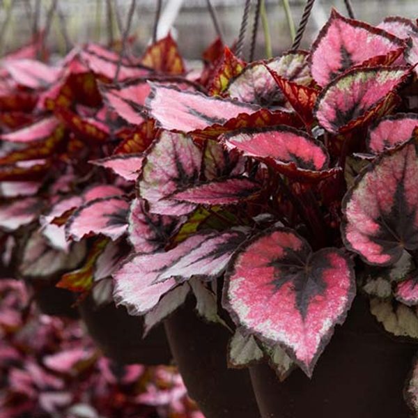 PHP-BEGONIA REX SEM,PINK-PEARL - Image 3