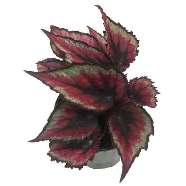 PHP-BEGONIA REX SEM,PINK-PEARL - Image 4