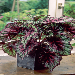 PHP-BEGONIA REX SEM,PINK-PEARL