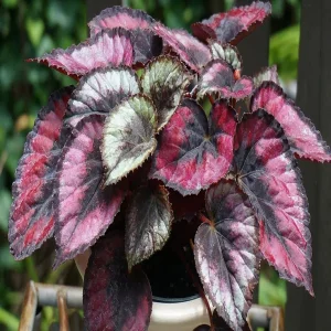 PHP-BEGONIA REX SEM,PINK-PEARL