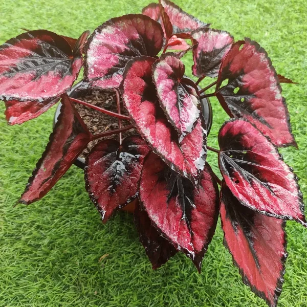PHP-BEGONIA REX SEM,RED-PEARL - Image 2