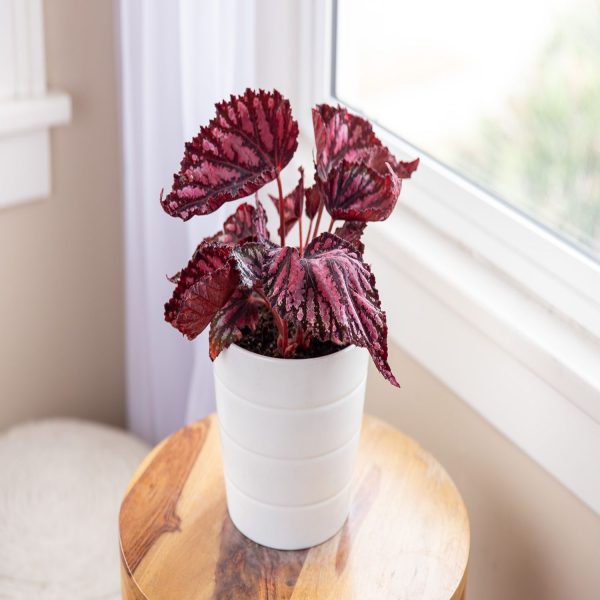 PHP-BEGONIA REX SEM,RED-PEARL