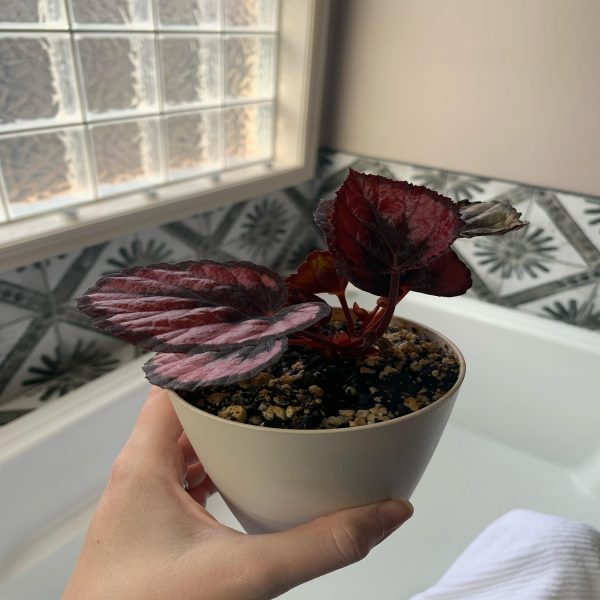 PHP-BEGONIA REX SEM,RED-PEARL - Image 3