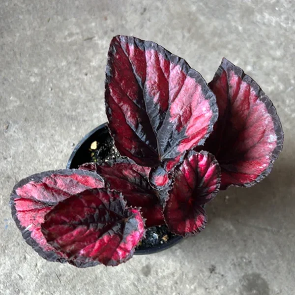 PHP-BEGONIA REX SEM,RED-PEARL - Image 4