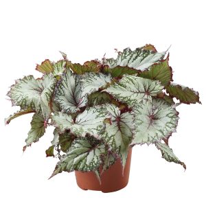 HP-BEGONIA REX SEM,WHITE-COMET