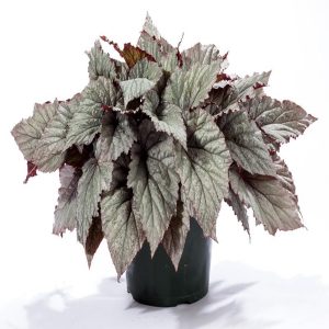 HP-BEGONIA REX SEM,WHITE-COMET
