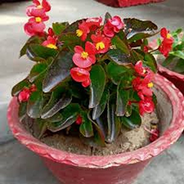 BEGUNIA SPP. - Image 3