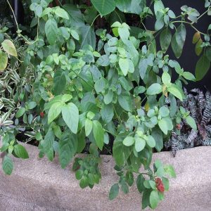 BELOPERONE GUTTATA