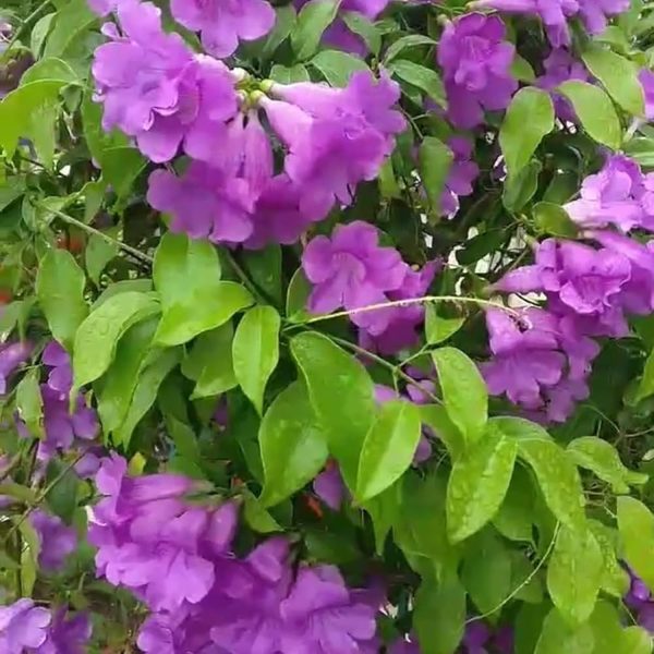 BIGNINIA PURPUREA - Image 4