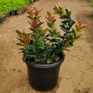 BIGNINIA PURPUREA