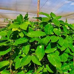 BIGNINIA PURPUREA