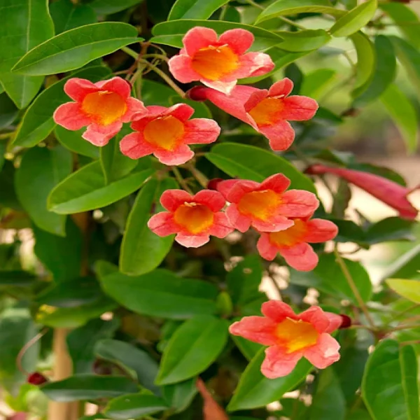 BIGNINIA PURPUREA - Image 3