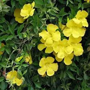 BIGNONIA GRACILIS
