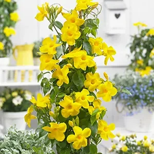 BIGNONIA GRACILIS