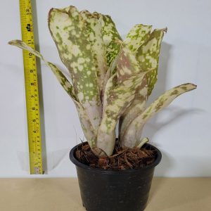 HP-BILLBERGIA FANTASIA
