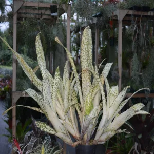 HP-BILLBERGIA FANTASIA