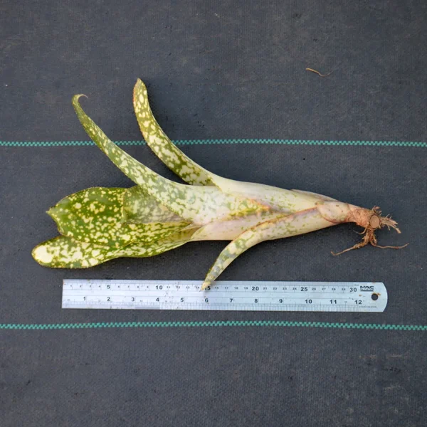 HP-BILLBERGIA FANTASIA - Image 3