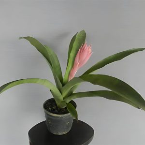 HP-BILLBERGIA SEIDELII