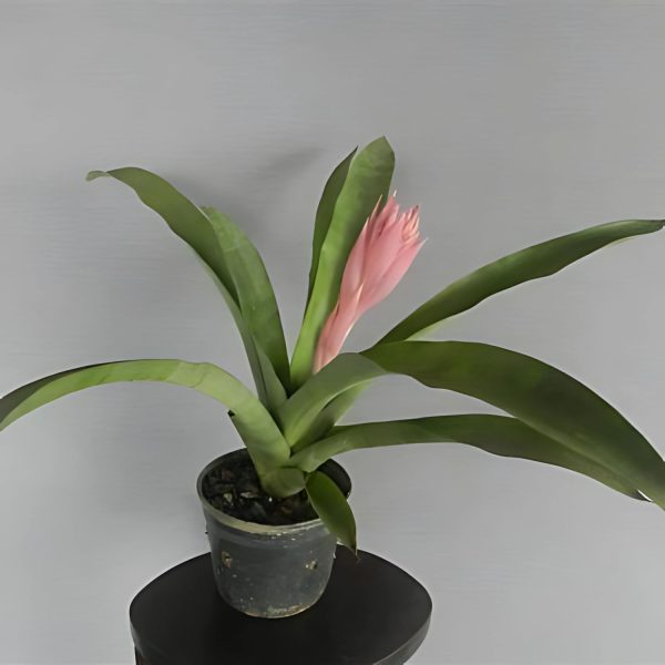 HP-BILLBERGIA SEIDELII