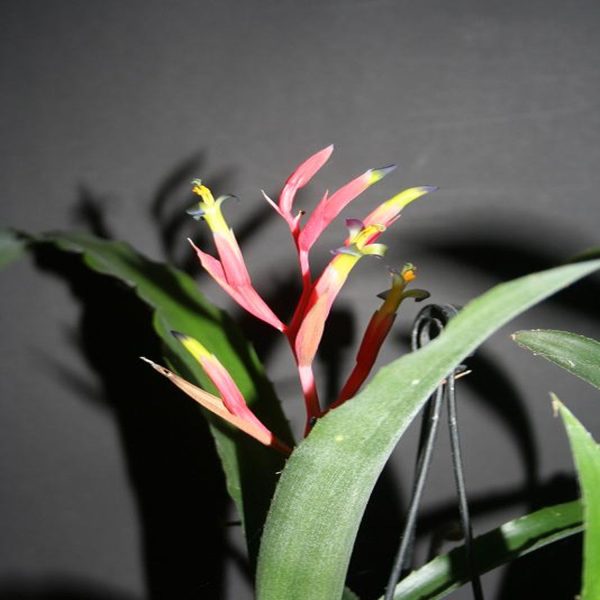 HP-BILLBERGIA SEIDELII - Image 3