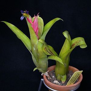 PHP-BILLBERGIA SEIDELII