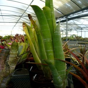 HP-BILLBERGIA ZEBRINA