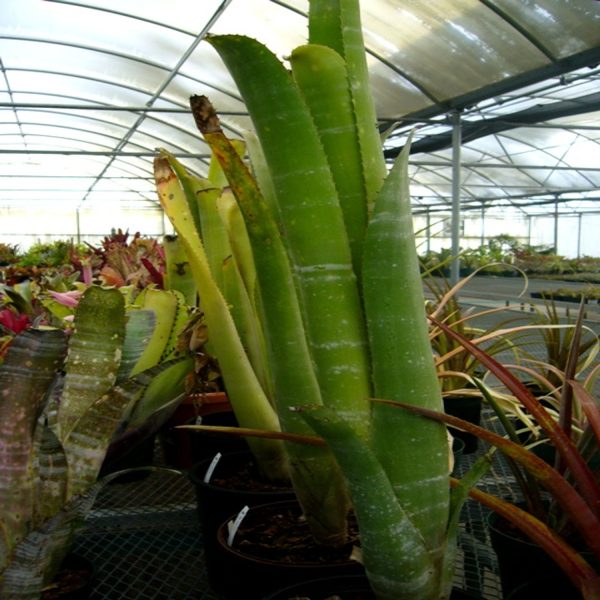 PHP-BILLBERGIA ZEBRINA - Image 2