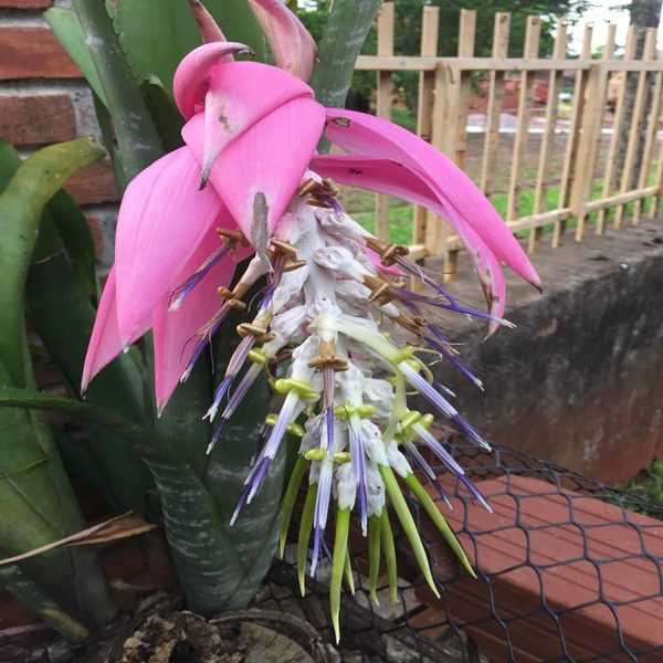 PHP-BILLBERGIA ZEBRINA - Image 3