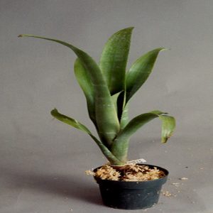 HP-BILLBERGIA ZEBRINA