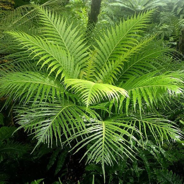 PHP-BLECHNUM SPECIES - Image 4