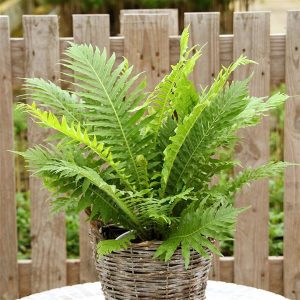 HP-BLECHNUM GIBBUM