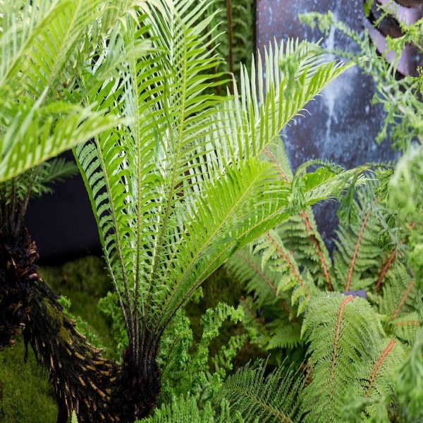 PHP-BLECHNUM SPECIES - Image 3