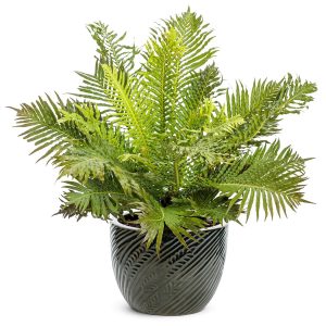 HP-BLECHNUM GIBBUM