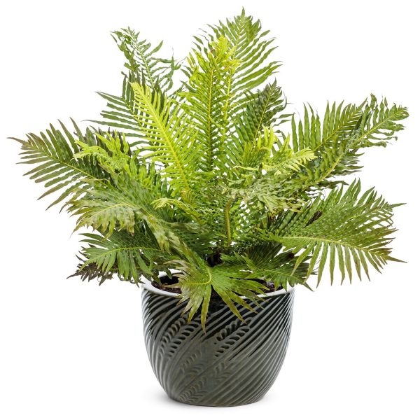 PHP-BLECHNUM SPECIES
