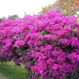 BOUGAINVELLIA