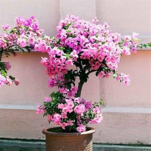 BOUGAINVILLEA BU. BL.