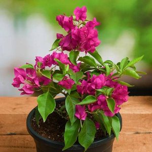 BOUGAINVILLEA BU. BL.