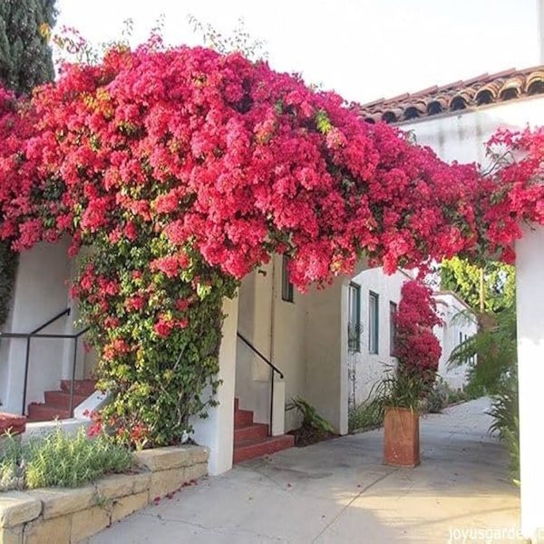 BOUGAINVILLEA BU. BL. - Image 3