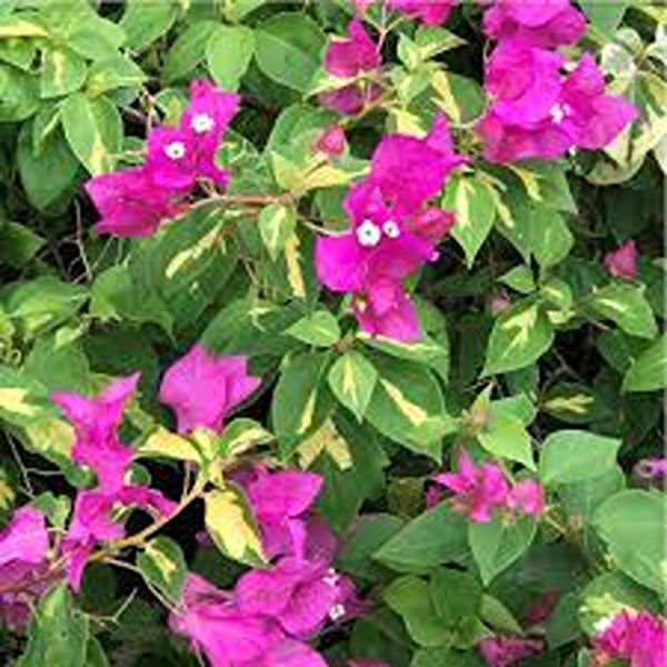 BOUGAINVILLEA BU. BL. - Image 4