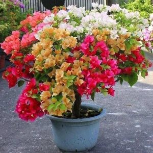 BOUGAINVILLEA BU. L. M. B.