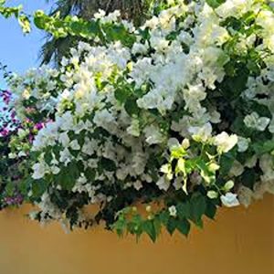 BOUGAINVILLEA BU. L. M. B.