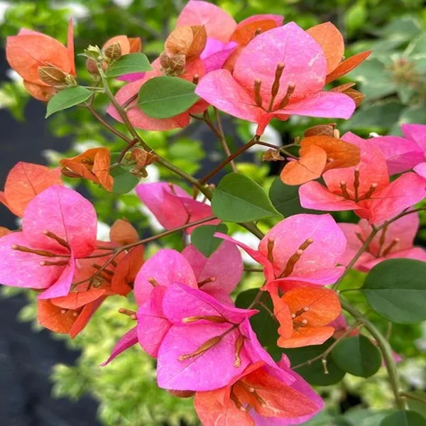 BOUGAINVILLEA BU. L. M. B. - Image 3