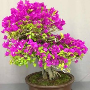 BOUGAINVILLEA BU.S.Q.V.