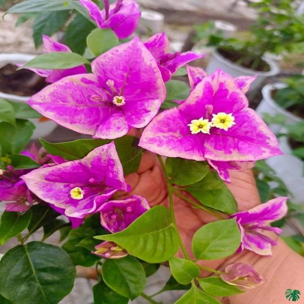 BOUGAINVILLEA BU.S.Q.V. - Image 3
