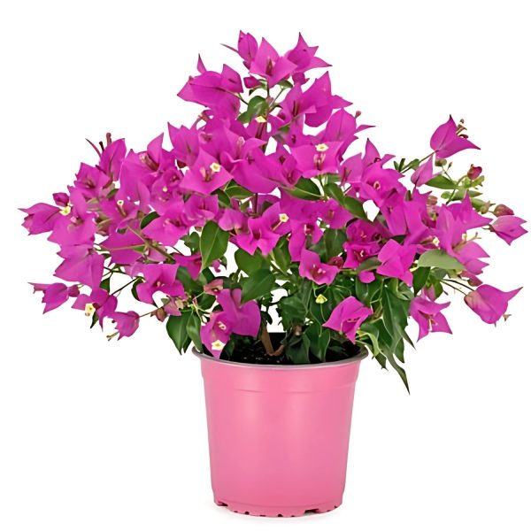BOUGAINVILLEA GL. FOR. - Image 3
