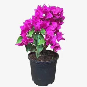 BOUGAINVILLEA GL. FOR.