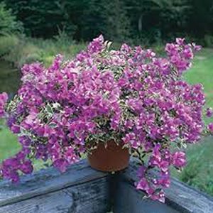 BOUGAINVILLEA GL. FOR.
