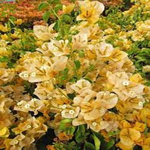 BOUGAINVILLEA GL. IS.GR.